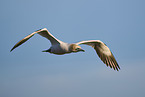 flying gannet