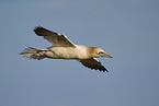 flying gannet