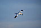 flying gannet