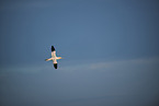 flying gannet