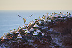 gannet