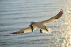 flying gannet