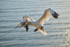 flying gannet