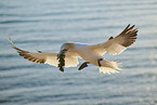 flying gannet