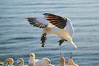 gannet