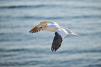 flying gannet