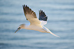 flying gannet