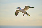 flying gannet