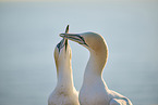 gannet portrait