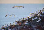 flying gannets
