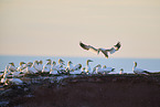 gannet