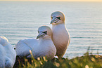 gannet