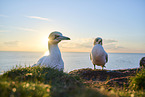 gannet