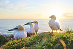 gannet