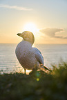 gannet