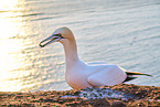 gannet