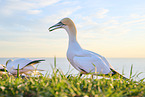 gannet