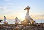 gannet