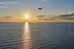 flying gannet