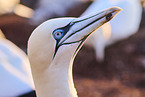 gannet portrait