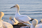 gannet