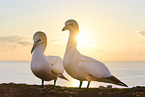 gannet