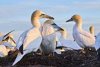 gannet