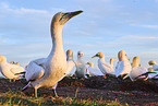 gannet