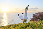 gannet