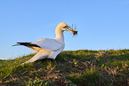 gannet