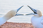gannet portrait