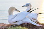 gannet