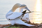 gannet