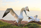 gannet