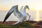 gannet
