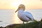 gannet