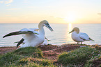 gannet
