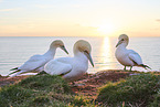 gannet