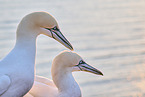 gannet portrait