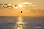 flying gannet