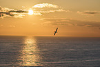 flying gannet