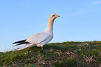 gannet
