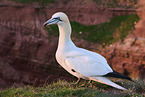gannet