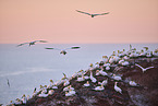 flying gannets
