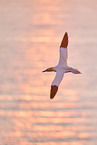 flying gannet