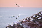 flying gannets