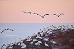 flying gannets