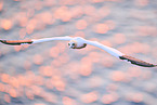 flying gannet