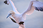 flying gannet