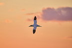 flying gannet